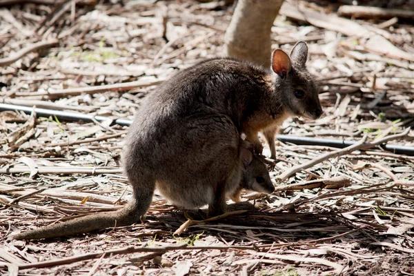 Protect Your Home with Sydney Rodent Control