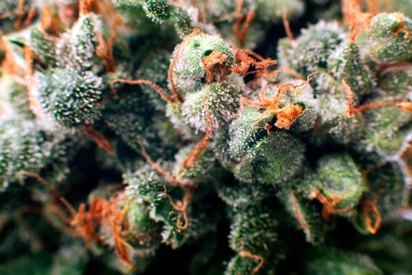 Dispelling Common Myths About Maui Wowie: What You Should Know